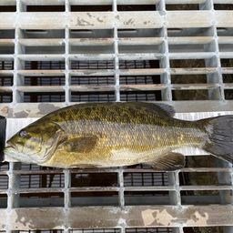 スモールマウスバス