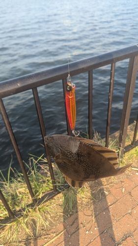 ヌマガレイの釣果