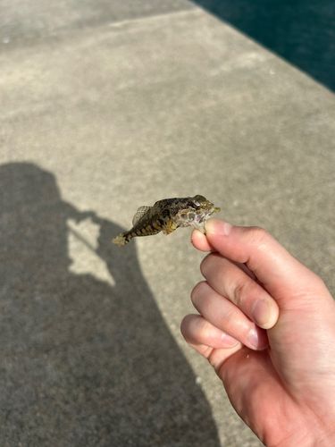 アサヒアナハゼの釣果