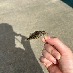 アサヒアナハゼ