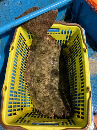 ヒラメの釣果