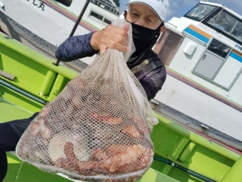 マダコの釣果