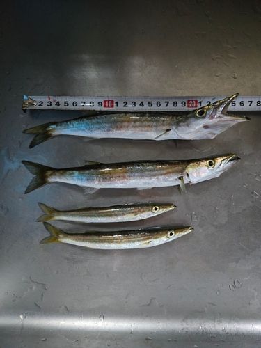 カマスの釣果