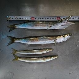 カマス
