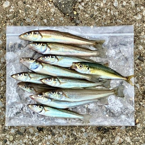 シロギスの釣果