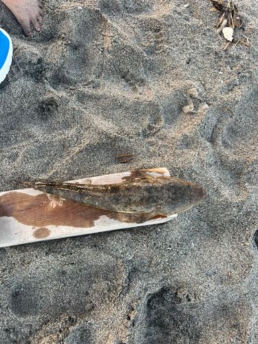 コチの釣果