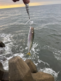 サバの釣果