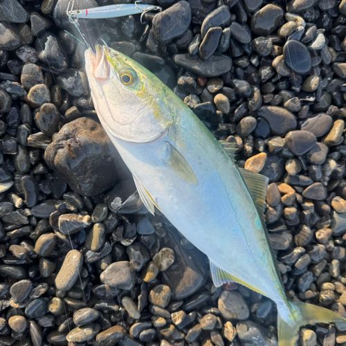 ワカナゴの釣果