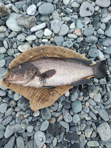 オオモンハタの釣果