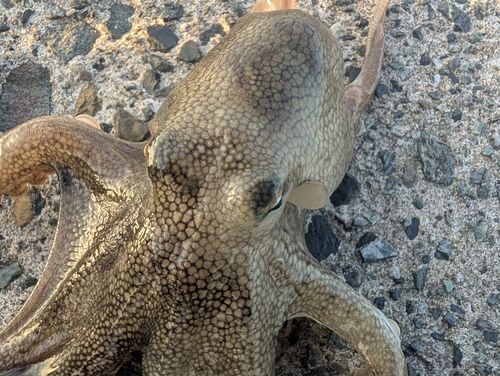 イイダコの釣果