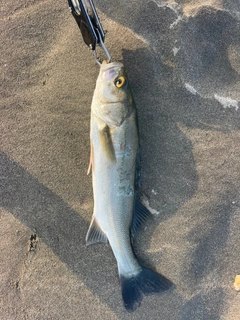 セイゴ（マルスズキ）の釣果