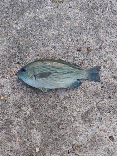 グレの釣果