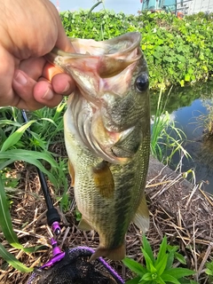 ラージマウスバスの釣果