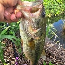 ラージマウスバス