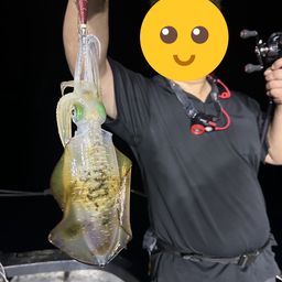 アオリイカ
