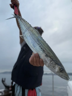 サワラの釣果