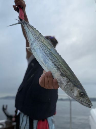 サワラの釣果