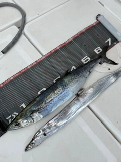 タチウオの釣果