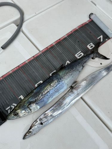 タチウオの釣果