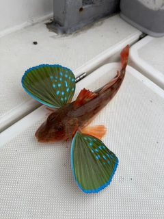 ホウボウの釣果