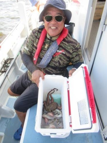マダコの釣果