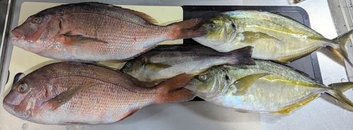 釣果