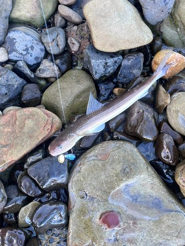 エソの釣果