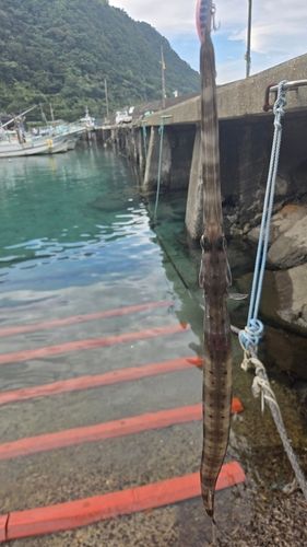 アオヤガラの釣果