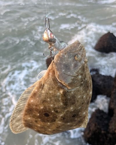 ヒラメの釣果