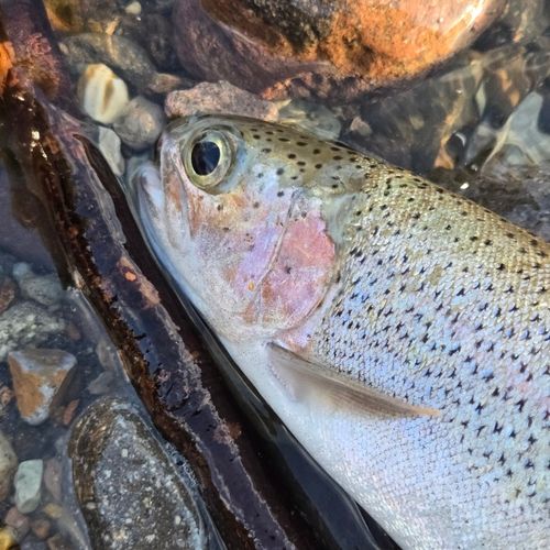 ニジマスの釣果