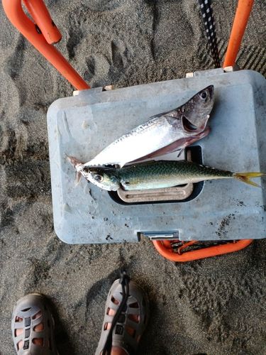 マルソウダの釣果