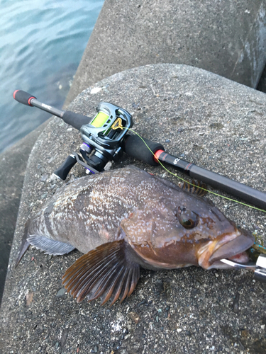 アイナメの釣果