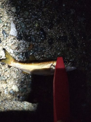 クロムツの釣果