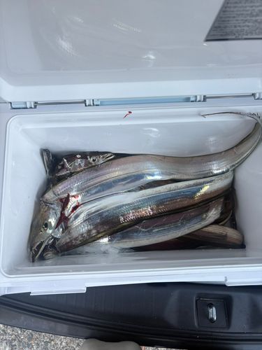 タチウオの釣果