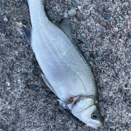 フッコ（マルスズキ）