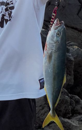 尾鷲湾