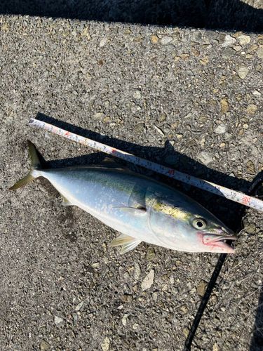 メジロの釣果