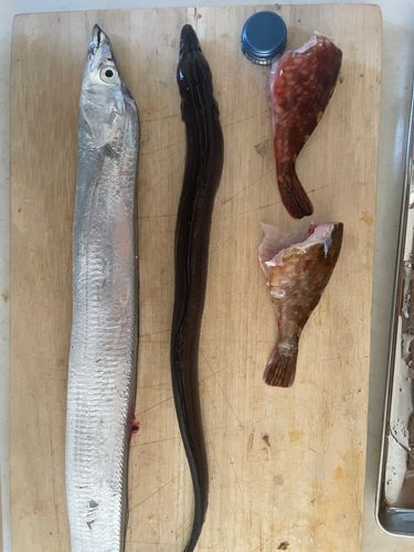 タチウオの釣果