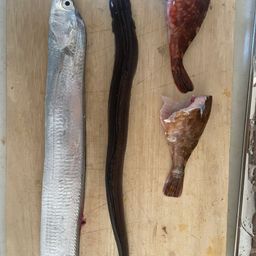 タチウオ