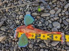 ホウボウの釣果