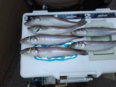 シロギスの釣果