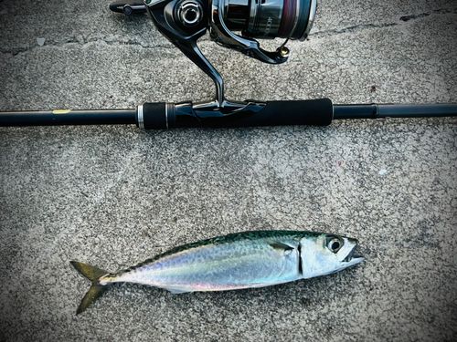 サバの釣果