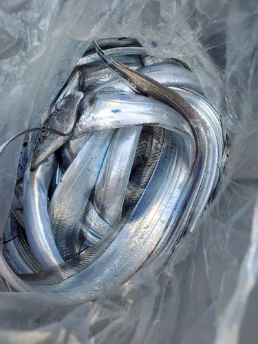 タチウオの釣果