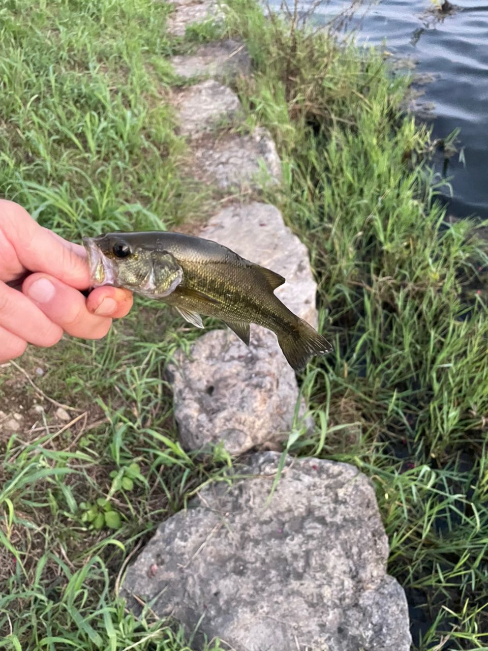 ラージマウスバス