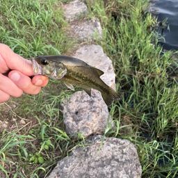 ラージマウスバス