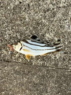 コトヒキの釣果
