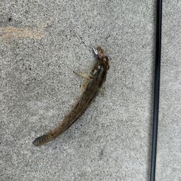 ハゼ