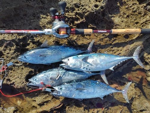 スマガツオの釣果