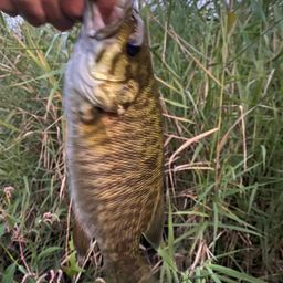 スモールマウスバス