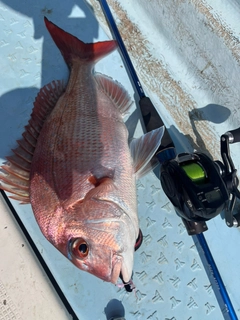 マダイの釣果